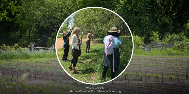 Spring Foraging for Wild Edibles.